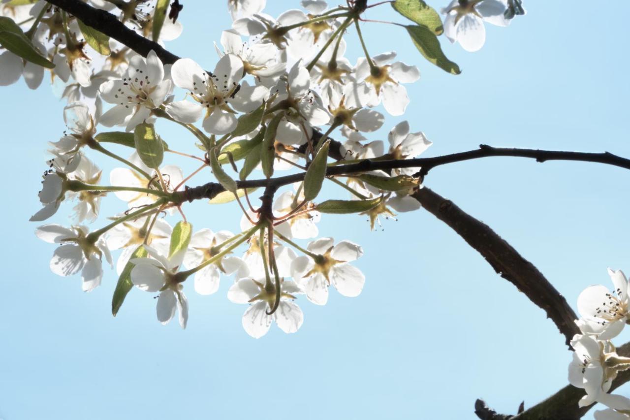 Hoeve De Mertel Biezenmortel Εξωτερικό φωτογραφία